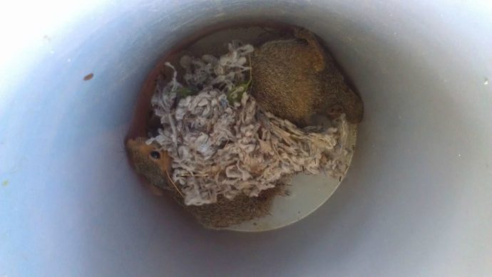 squirrel3