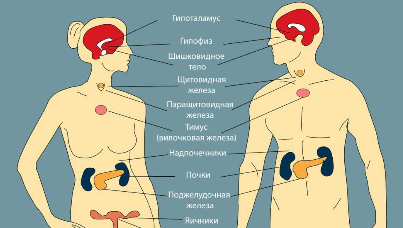 Почки И Надпочечники Расположение У Женщины Фото