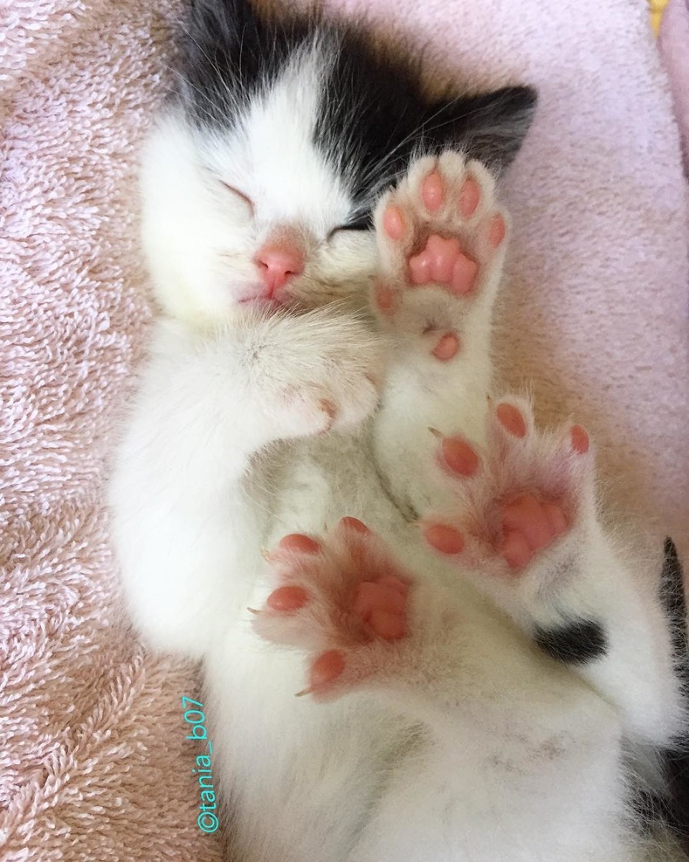 Крошечные лапки. Маленький котенок. Миленькие котики. Крошечные лапки котёнка. Милый котик с лапками.