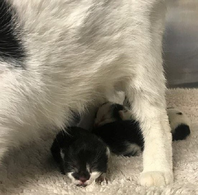 Слепой котенок Котята и кошка