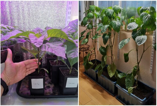 Забор из перца в московской квартире: городской фермер делится опытом Забор из перца в московской квартире: городской фермер делится опытом огород