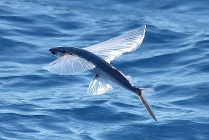 Летающая рыба, Летучая рыба – Exocoetidae