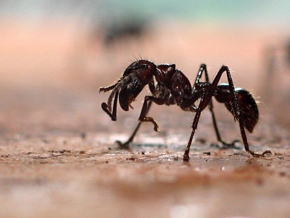 25 самых опасных насекомых на планете может, могут, человека, которые, насекомых, укуса, таких, людей, также, некоторых, переносчиками, являются, пчелы, видов, Африке, муравьев, очень, после, течение, опасных