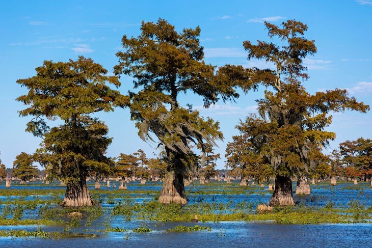 Знакомство с США: путешествие по Луизиане