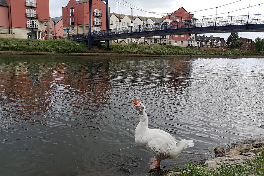 Город Эксетер (Exeter) — главный город английского графства Девоншир авиатур