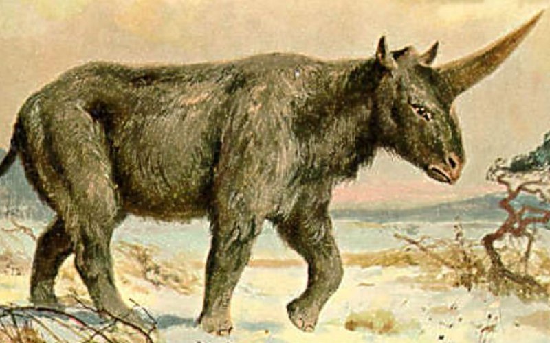 Последний сибирский единорог: миф или реальность позволяет, единороги, находка, тысяч, этого, могли, носорога, животном, более, метров, Андрей, просто, сожалению, сделать, время, ранее, эласмотерия, животного, ЗападноСибирской, части