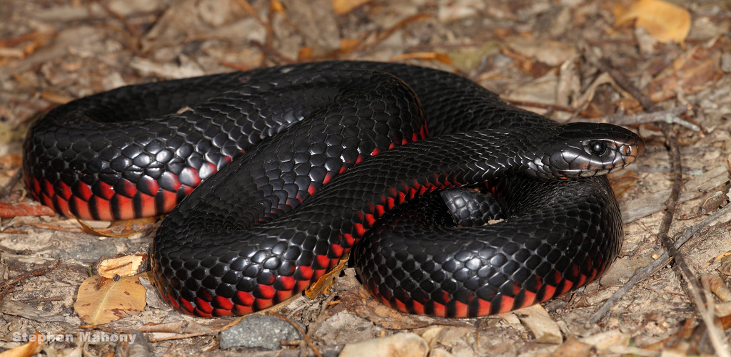 Ехидны змеи. Ехидна змея. Черная ехидна. Черная ехидна Pseudechis porphyriacus. Краснобрюхий Аспид.