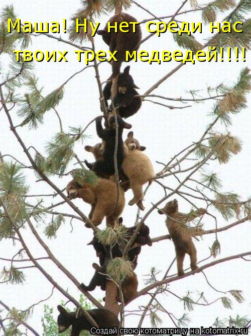 Котоматрица: Маша! Ну нет среди нас твоих трех медведей!!!!