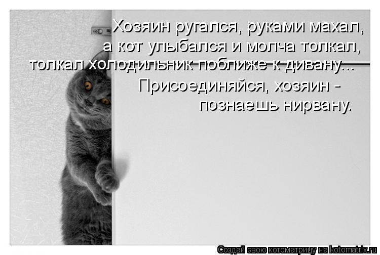 Улыбайся и молчи. Коты ссорятся. Кот ругается. Хозяин ругает. Котика ругают.