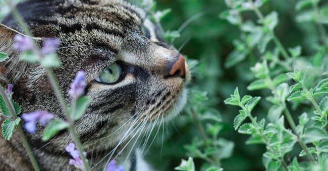 5 удивительных фактов о кошачьей мяте