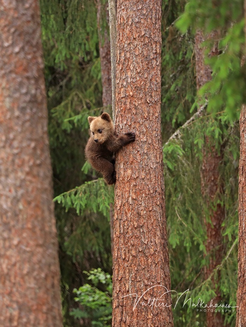 Из жизни медведей в финских лесах. Фотограф Валттери Мулкахайнен (VALTTERI MULKAHAINEN)