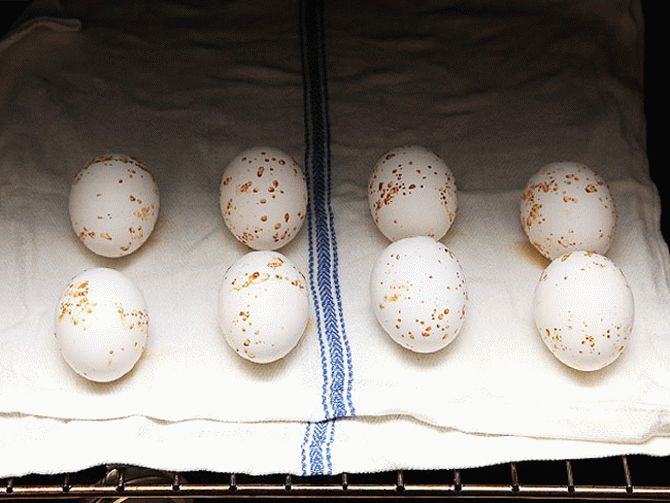 3 яйцо что делать. Пятна на скорлупе куриных яиц. Яйцо в крапинку скорлупа. Темные пятна на скорлупе куриных яиц. Черные точки в яйцах куриных.
