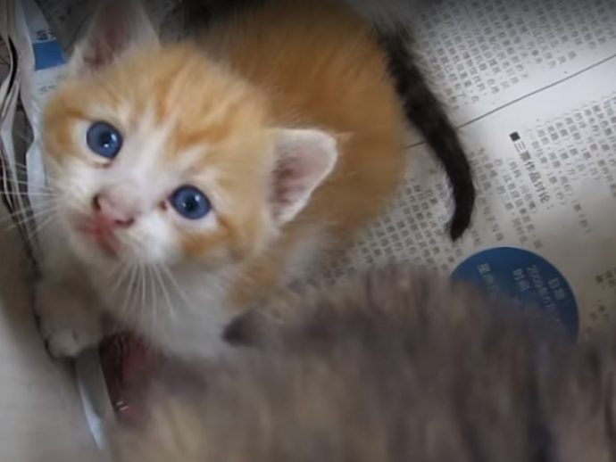 NTD-kittenbox-4