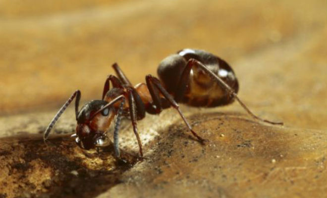 Миллионы муравьев-мутантов сбежали из ядерного бункера в Польше Культура