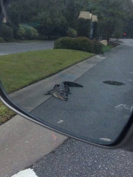 Подборка картинок. Дневной выпуск (51 фото)