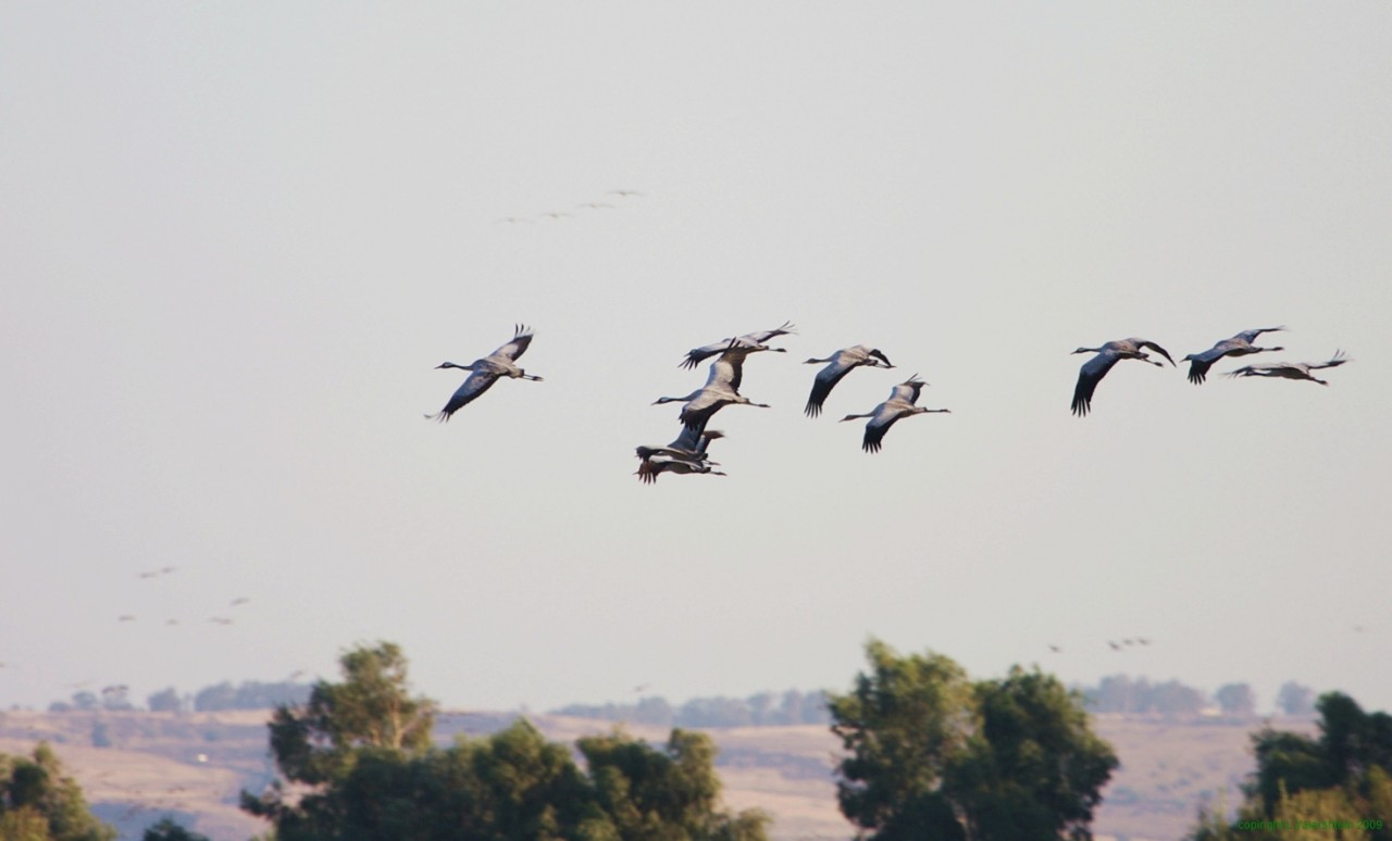 Картинки по запросу фото птицы прилетели