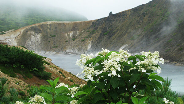 Цветы возле вулкана Головнина на острове Кунашир Большой Курильской гряды
