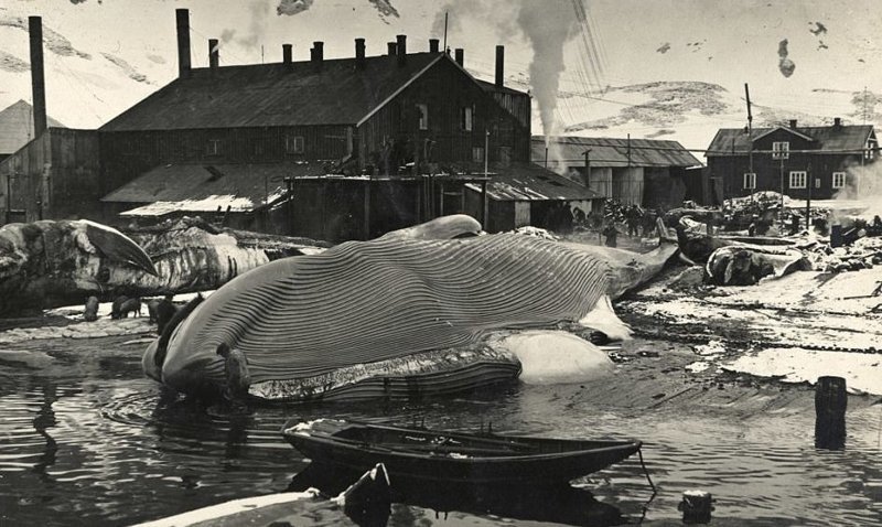 Старая китобойня изнутри: жутковатое зрелище Антарктика, история, китобойная станция, китобойный промысел, китовый жир, киты, рыболовство, человек против природы