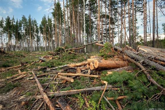 Тамбовчанина ждёт суд за незаконную рубку деревьев с ущербом более 4,6 млн рублей