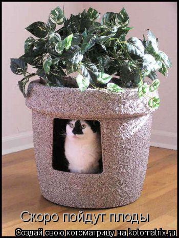 Уфф!!! Ну наконец-то! Котоматрицы великолепные, каждая с доброй улыбкой!!!