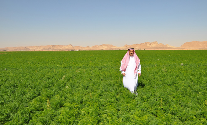 Саудовская Аравия создает на месте пустыни сад: посреди барханов высаживают 50 миллиардов деревьев деревьев, обеспечить, инициативы», сельскохозяйственные, Аравии, «Зеленой, Саудовской, миллиардов, орошению, километров, превратить, больше, чтобы, только, пустынных, сельскохозяйственной, системы, создание, способной, продовольственную