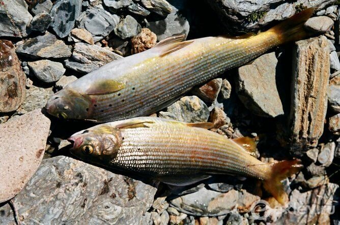 Прошли 10 дней по плато Укок без продуктов Прошли 10 дней по плато Укок без продуктов Алтай,отдых,рібалка,самостоятельные путешествия,туризм