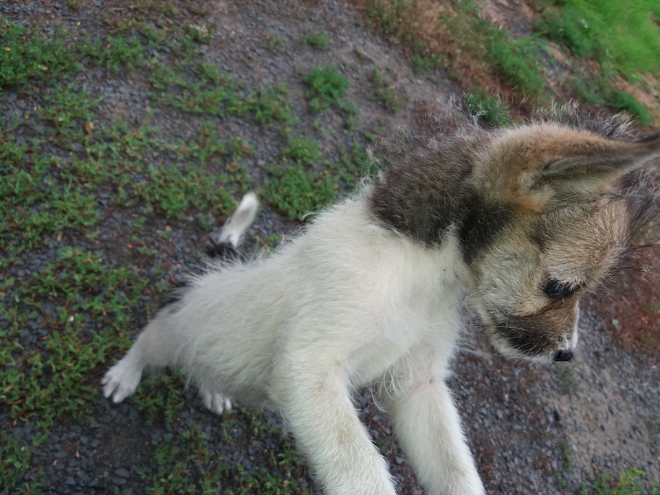 Подкидыш Подкидыш не всё так грустно