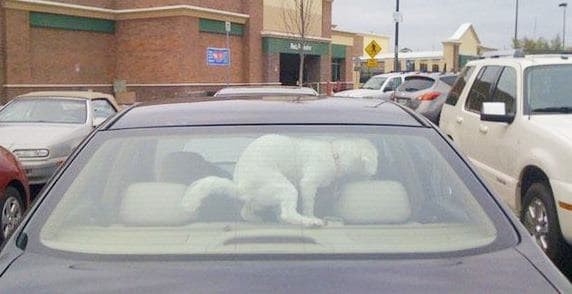 Надолго запер собаку в машине? Ничему не удивляйся! истории, карма, не повезло, смешно, фото