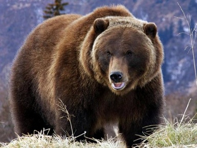 Гризли медведь. Описание и образ жизни гризли