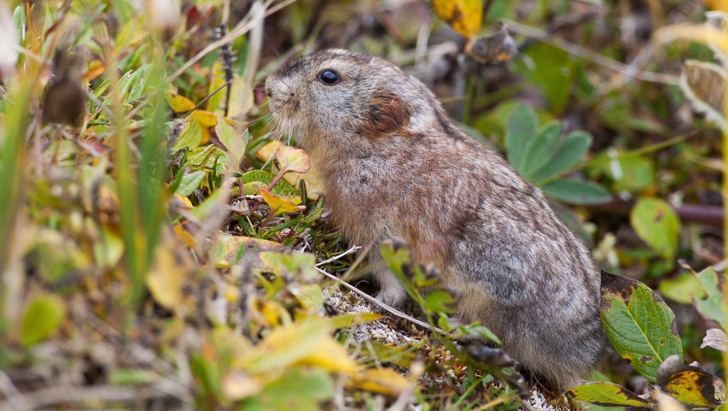 Кроме белого медведя: 10 животных, которые живут в Гренландии берегов, мешок, нерпа, среди, сородичей, гренландские, могут, Гренландии, хищников, редко, время, поисках, своих, Гренландский, леммингов, льдов, тюлени, темной, снегом, отличие
