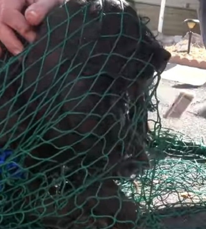 Сетка с собакой