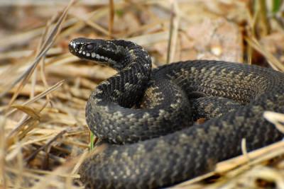 25 сентября — Артамон Змеевик