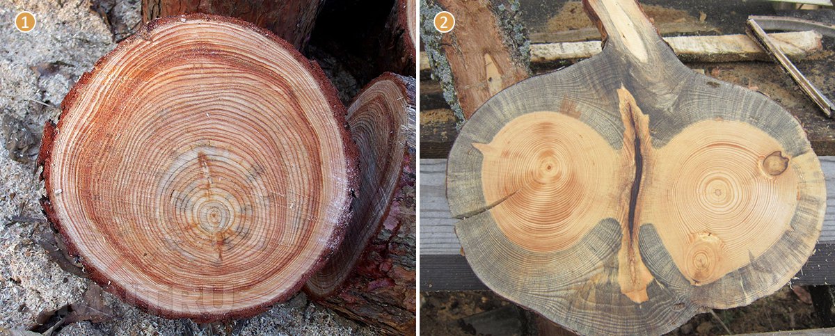 какие пороки древесины могут быть полезными