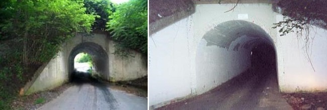 Криптидами называют необычных существ, о встречах с которыми рассказывают очевидцы, но наукой их существование не подтверждено