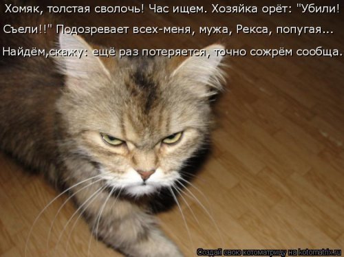 Свежая котоматрица для всех (31 шт)