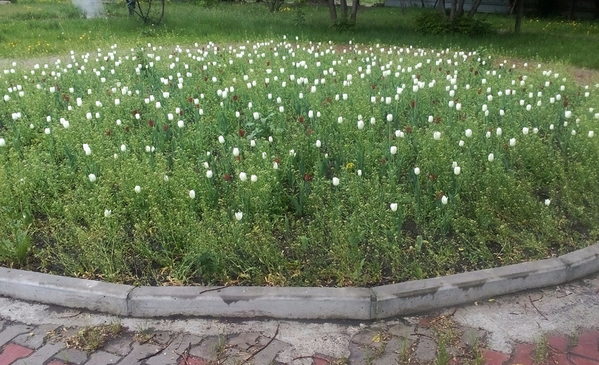 Цветочки в&nbsp;Красноярске
