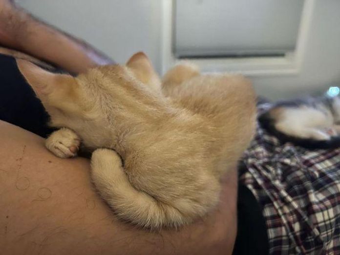 Без кота и жизнь не та