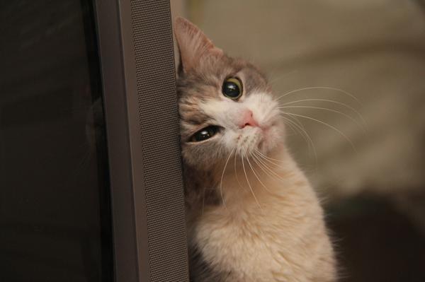 Позитивные кошечки и котики из нашей жизни Позитивные кошечки и котики из нашей жизни