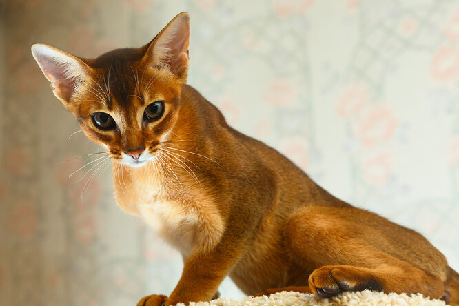 Абиссинская кошка