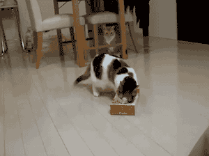 Cat_ Box_03