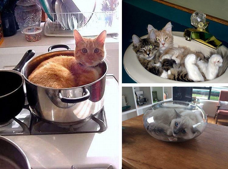 Ох, уж эти кошки