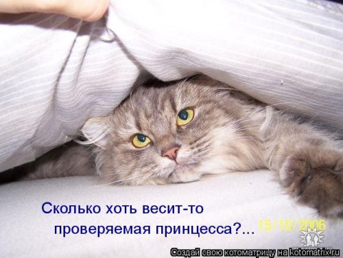 Свежая котоматрица для всех (31 шт)