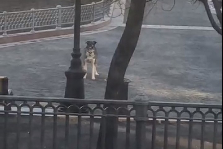 На Патриарших полиция задержала москвича, но бросила его собаку