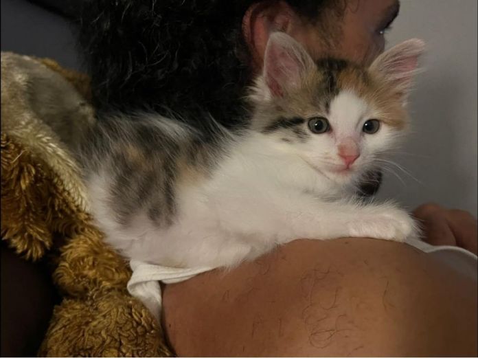 Без кота и жизнь не та