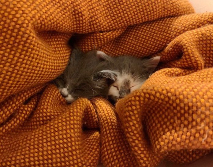 Без кота и жизнь не та