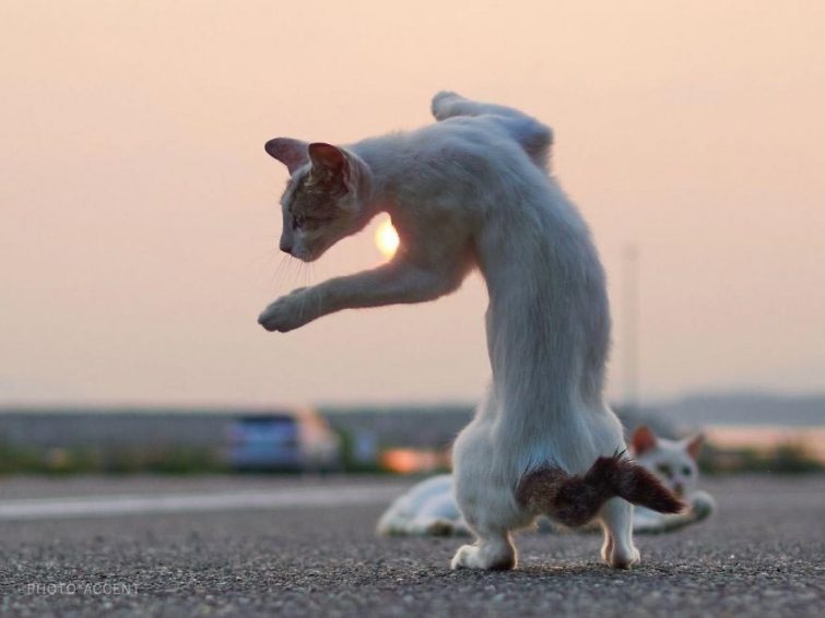 Кошки - это прирождённые ниндзя