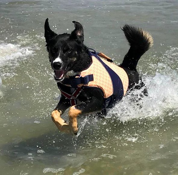 dog-having-fun-in-ocean