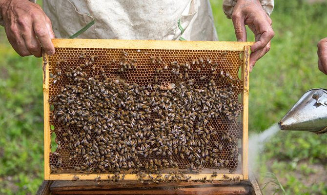 На Украине создадут национальный реестр пчеловодов и каждому улью присвоят номер
