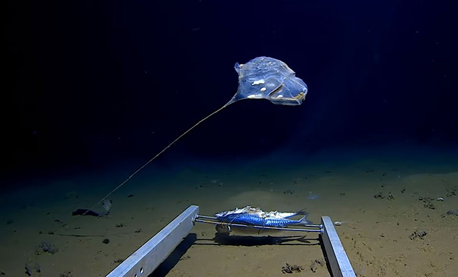 Камера батискафа среагировала на движение на глубине 7 километров, и в кадре появилось существо похожее на шар на нитке