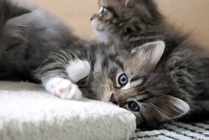 Siberian cat